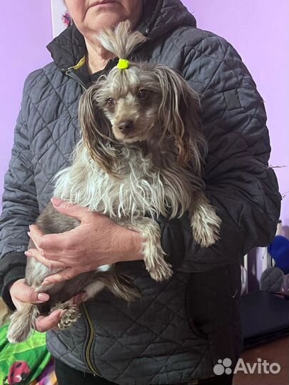 Той-пудель в добрые руки бесплатно