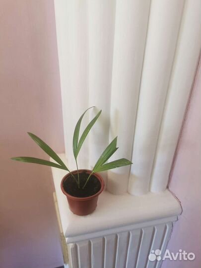 Комнатные цветы - Пальма арека укоренённые ростки