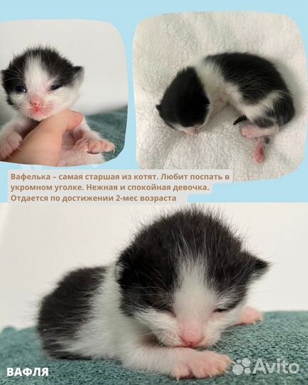 Кошка и котята в добрые руки