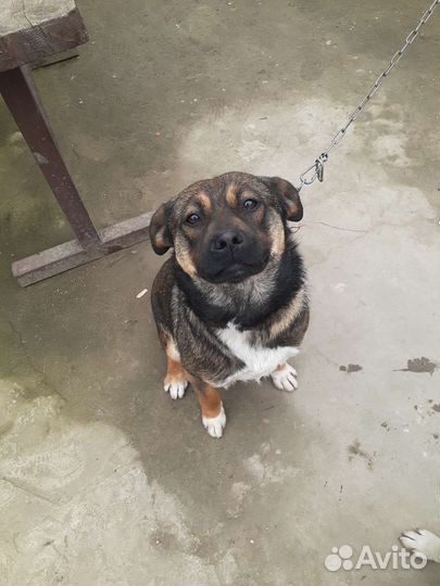 Собака в добрые руки отдам бесплатно