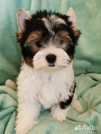 Бивер мальчик