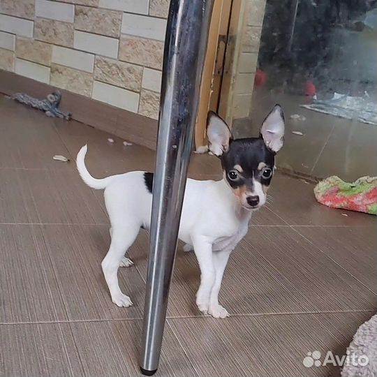 Маленькая собачка