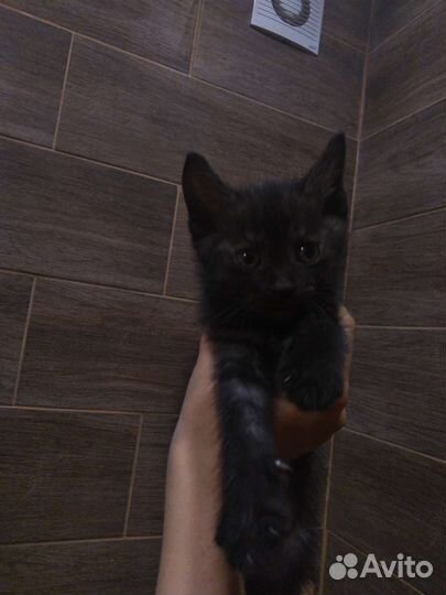 Милые котята ищут дом