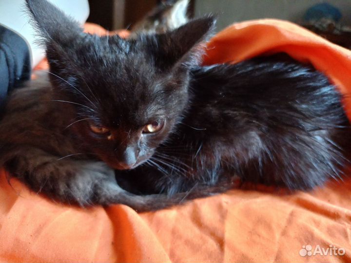 Кошка котенок черная