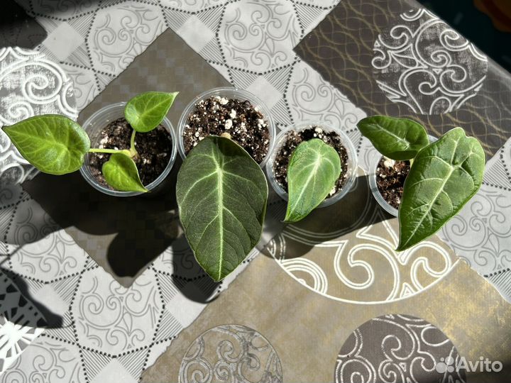 Алоказии жаклин, ниндзя, нью гвинея и т.д