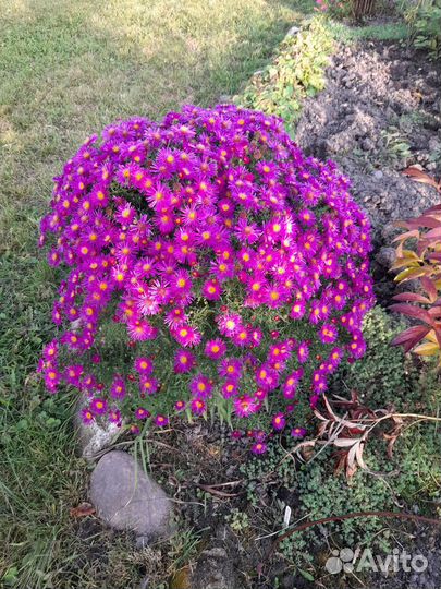 Многолетние садовые цветы