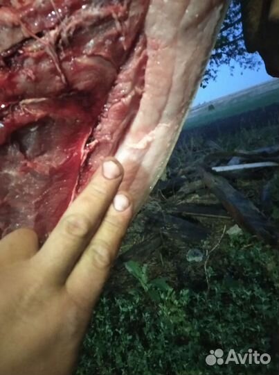 Мясо свинина домашняя