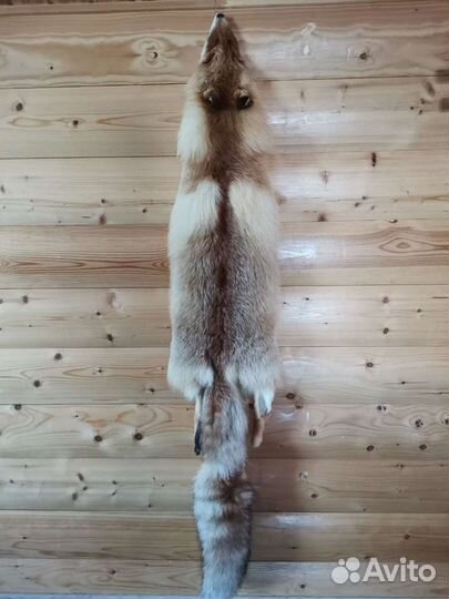 Шкура лисы