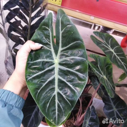 Комнатные растения, цветы разные