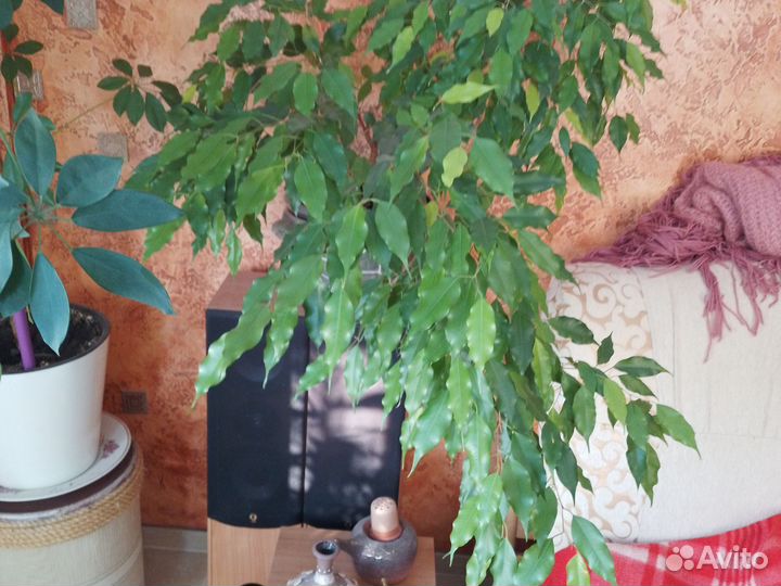 Бенджамина фикус, взрослое растение