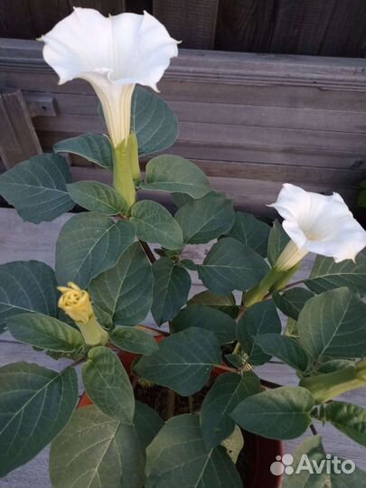 Цветок Дурман индийский