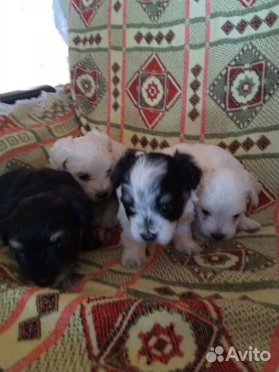 Щенки