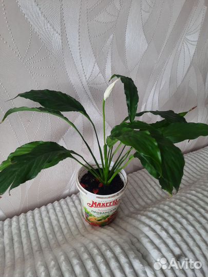 Комнатные растения