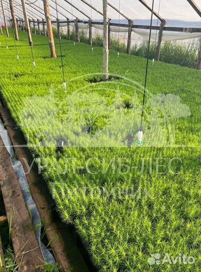 Предзаказ Горная сосна Мугус зкс сеянцы