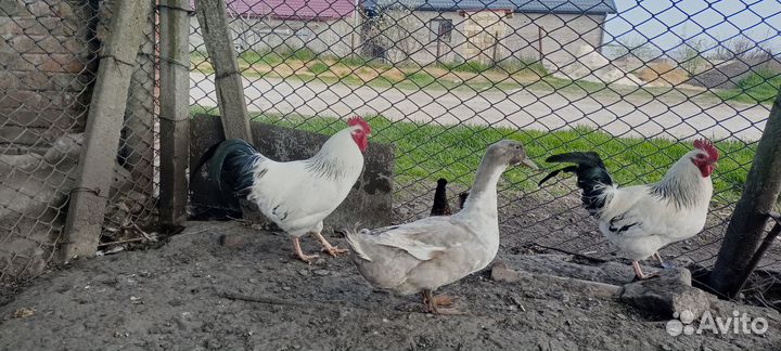 Молодые петухи