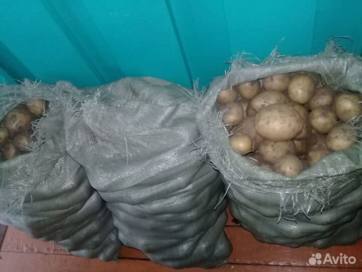 Продам картофель на семена, сорт Гала