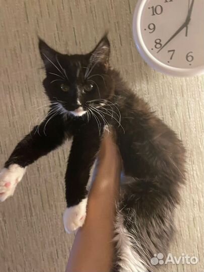 Котята мейн-кун