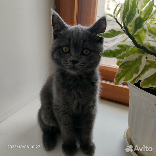 Британский котенок