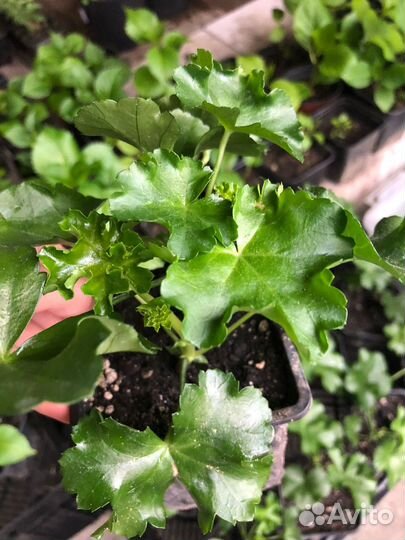 Черенки хризантема мультифлора, гортензия, герань