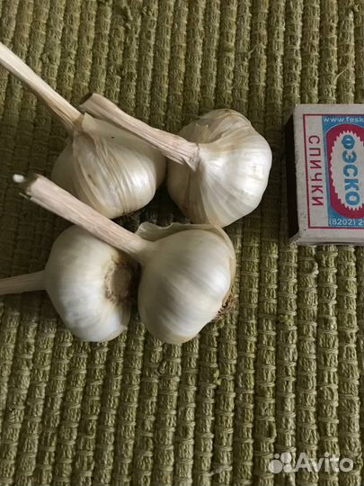 Яровой чеснок