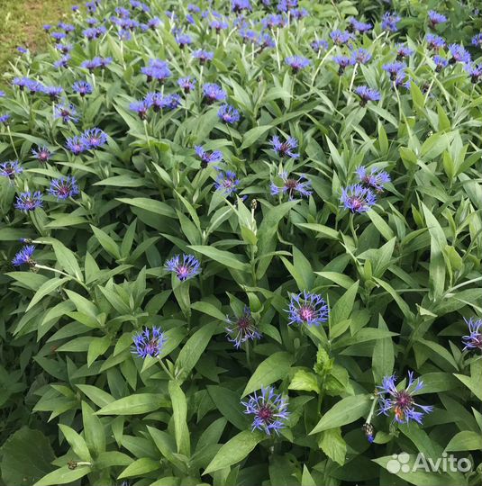 Растения многолетники обмен или продажа