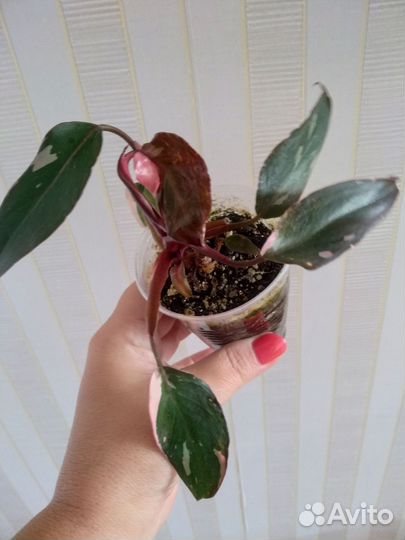 Сортовые филодендрон