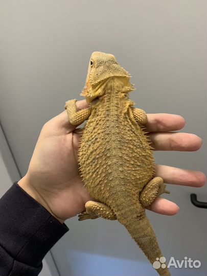 Бородатая агама