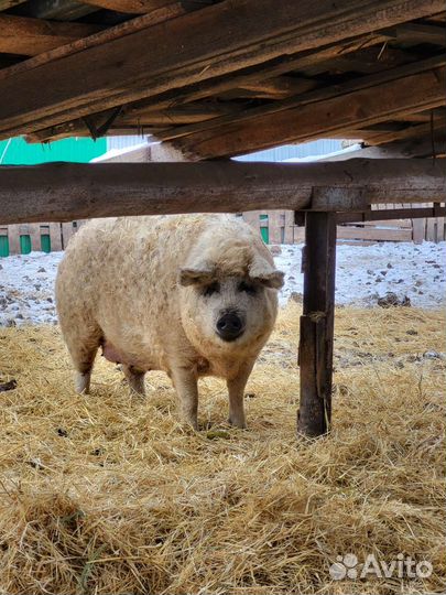 Мясо венгерской мангалицы