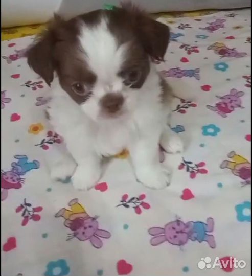 Мальчик чишка