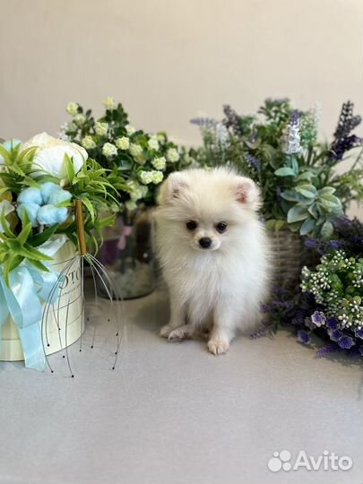 Шпиц мини девочка