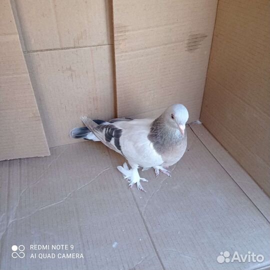 Голуби такла