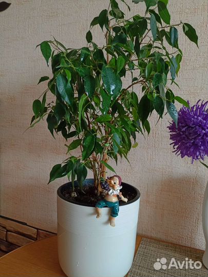 Фикус бенджамина