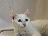 Котенок с яркими глазками