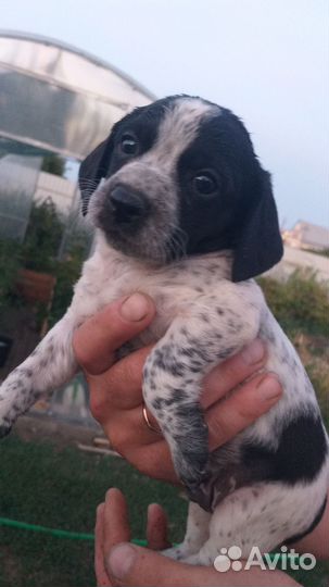 Собака в добрые руки русский спаниэль