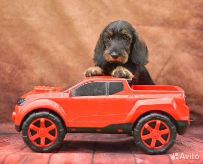 Таксенок-жестик