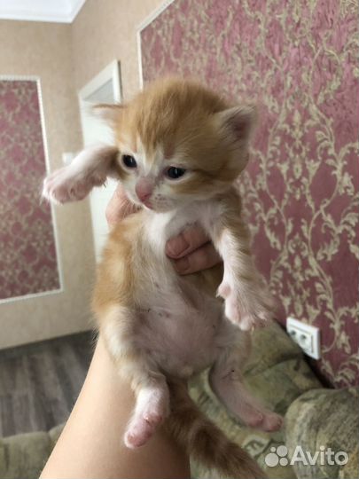 Котята в добрые руки даром