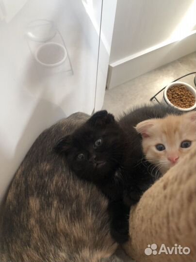 Котята