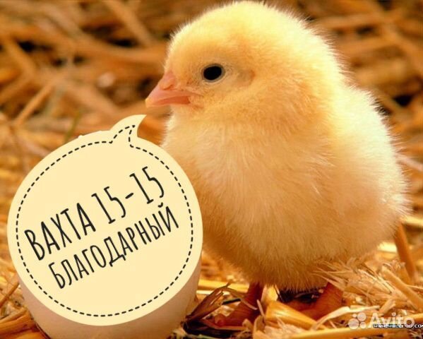 Рабочий на птицефабрику