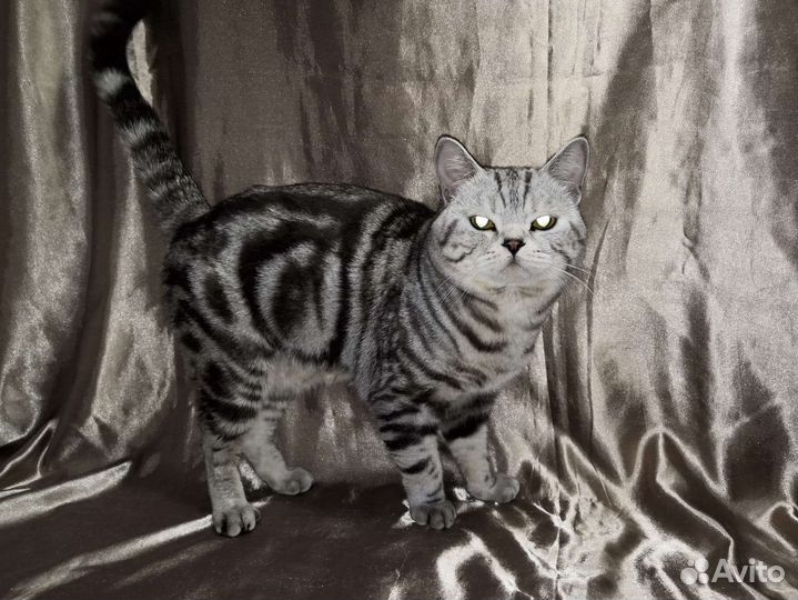 Вязка шотландский котик