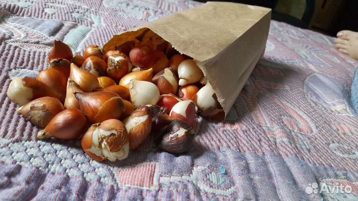 Луковицы тюльпанов.оптом