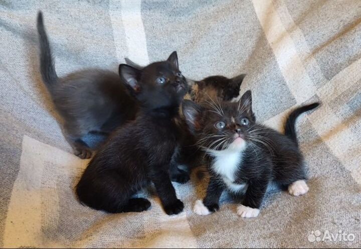 Отдам в добрые руки котят