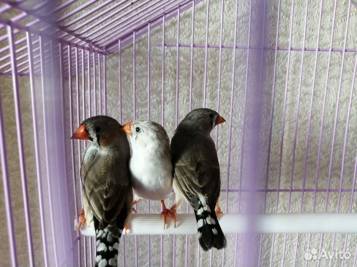 Зебровые амадины