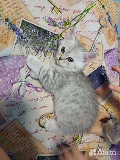 Шотландский котенок