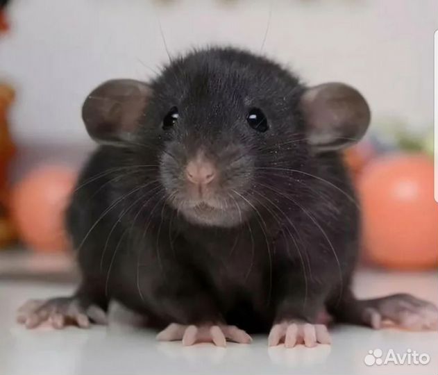 Декоративные крысята Дамбо