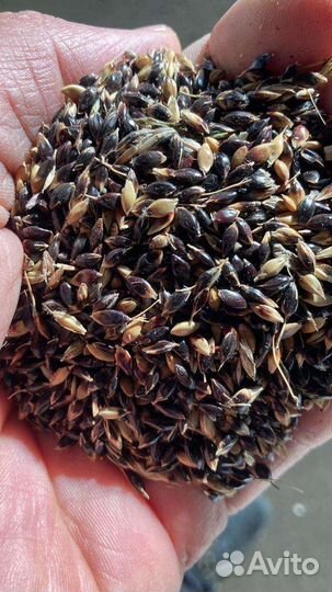 Семена трав