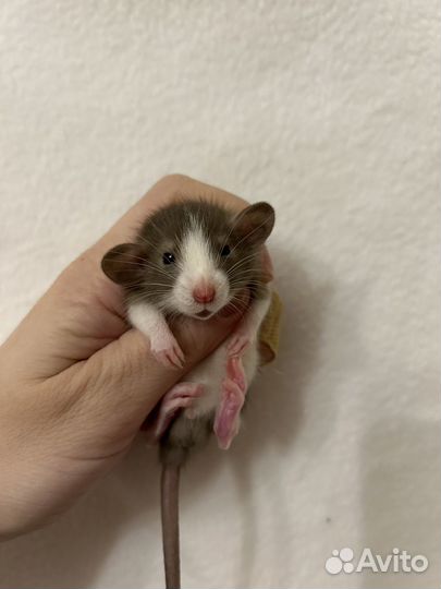 Крысята Дамбо малыши.Доставка