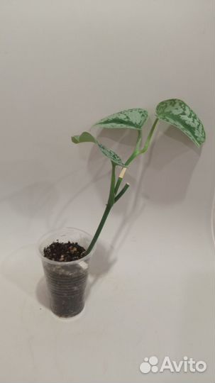 Сциндапсус пиктус, филодендроны и монстера манки