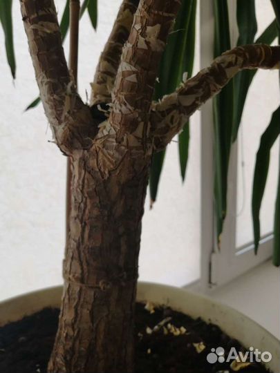 Пальма юкка