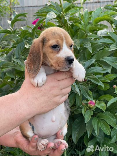 Щенки бигль