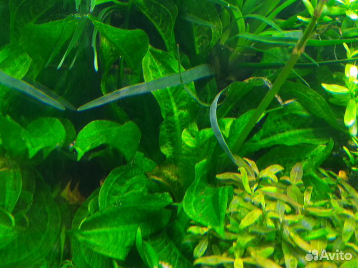 Прополка, аквариумные растения